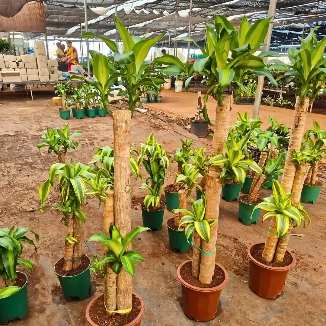 Brazilian Wood